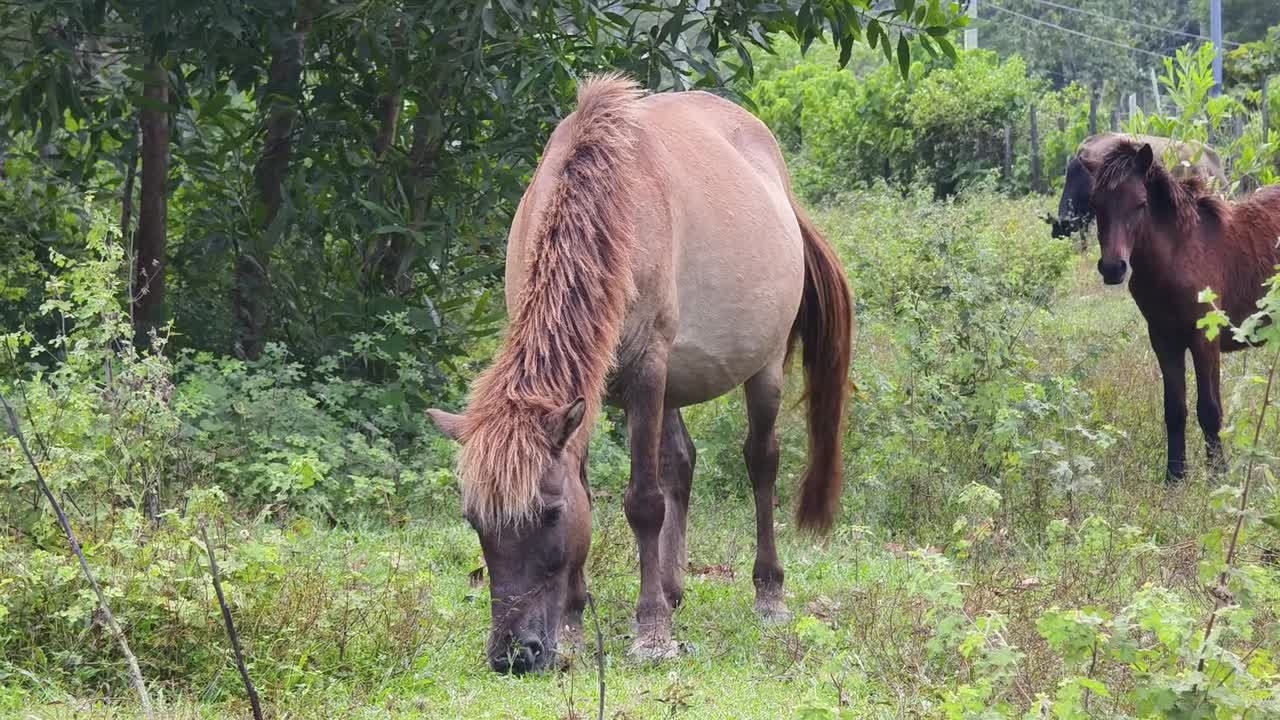 caballos pastando en un pasto