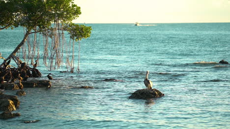 un pelícano se sienta en una roca cerca de cormoranes acicalados y un manglar con lancha motora en el fondo