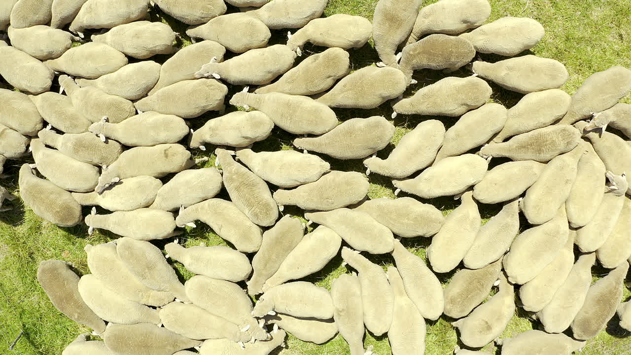 их стадо шерстистых друзей