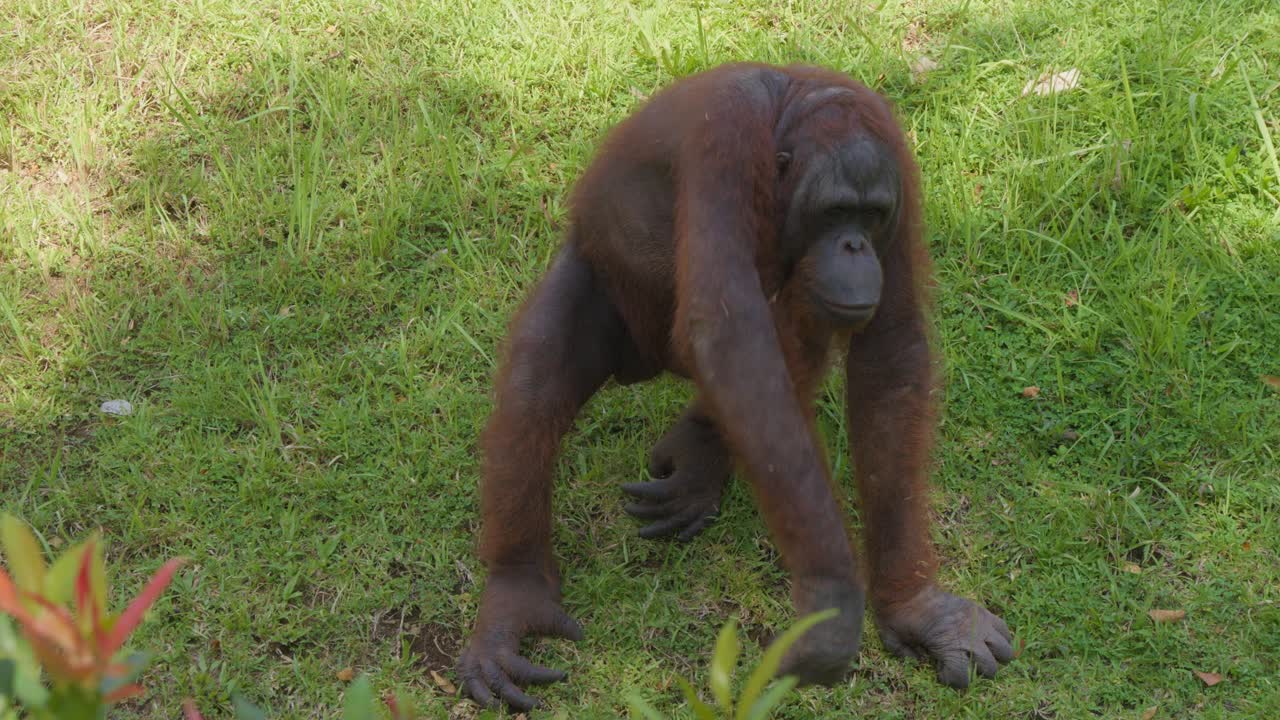 Orangutan sull'erba del prato al rallentatore. Ripresa a mano.