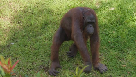 slow-motion of orangutan on meadow grass. handheld