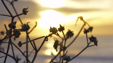 observing a beautiful sunset through a plant