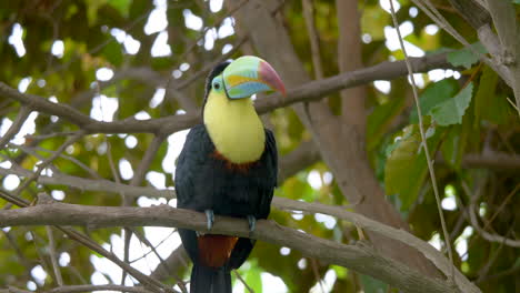 Cute-Keel-Billled-Toucan-perched-on-branch-of-tropical-tree-in-Amazon-Rainforest