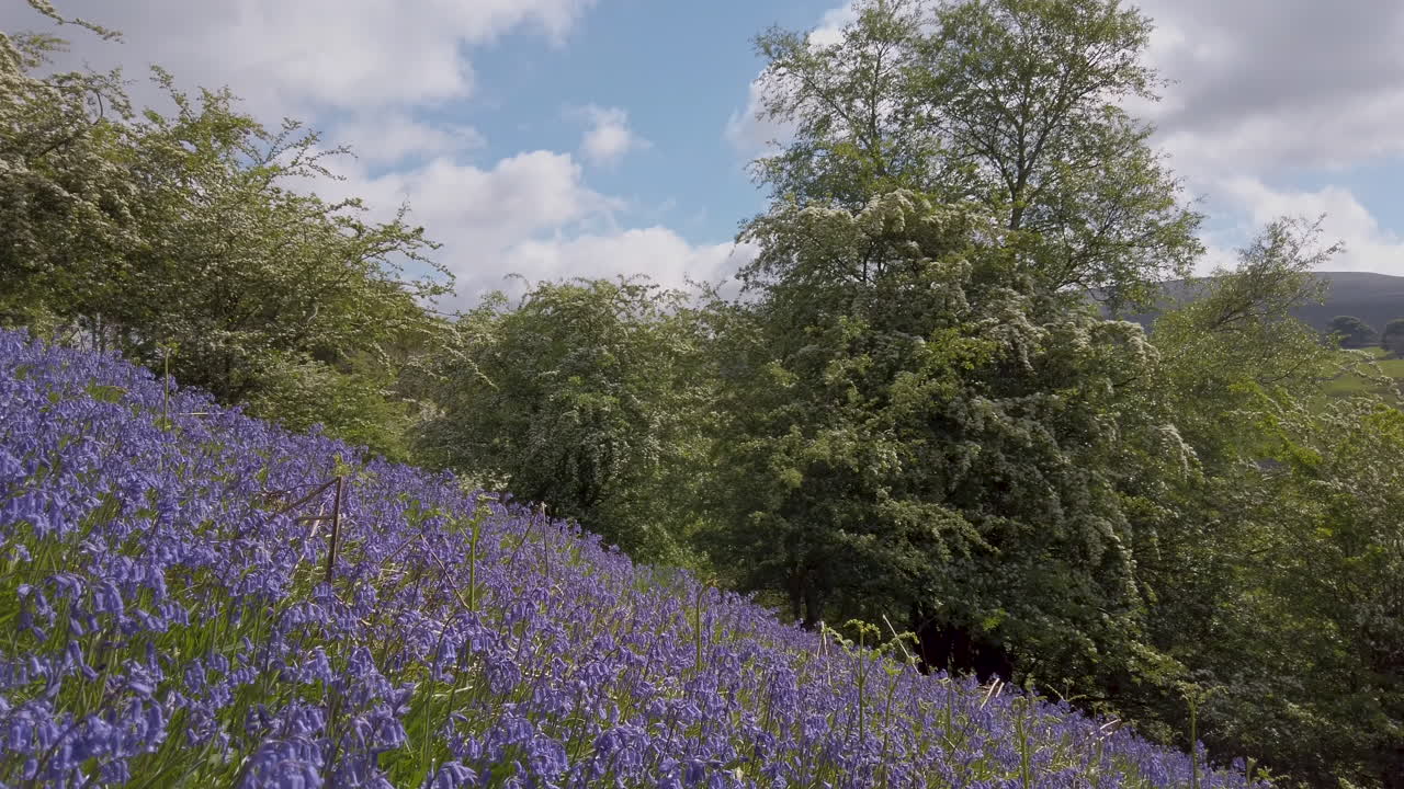 gran parche de campanillas comunes en una ladera empinada en los valles de yorkshire rodeados de espinos en flor