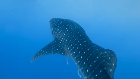 Big-whale-shark-in-tropical-blue-waters-swims-away-from-camera-in-30fps