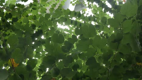 green tree leaves with sunshine