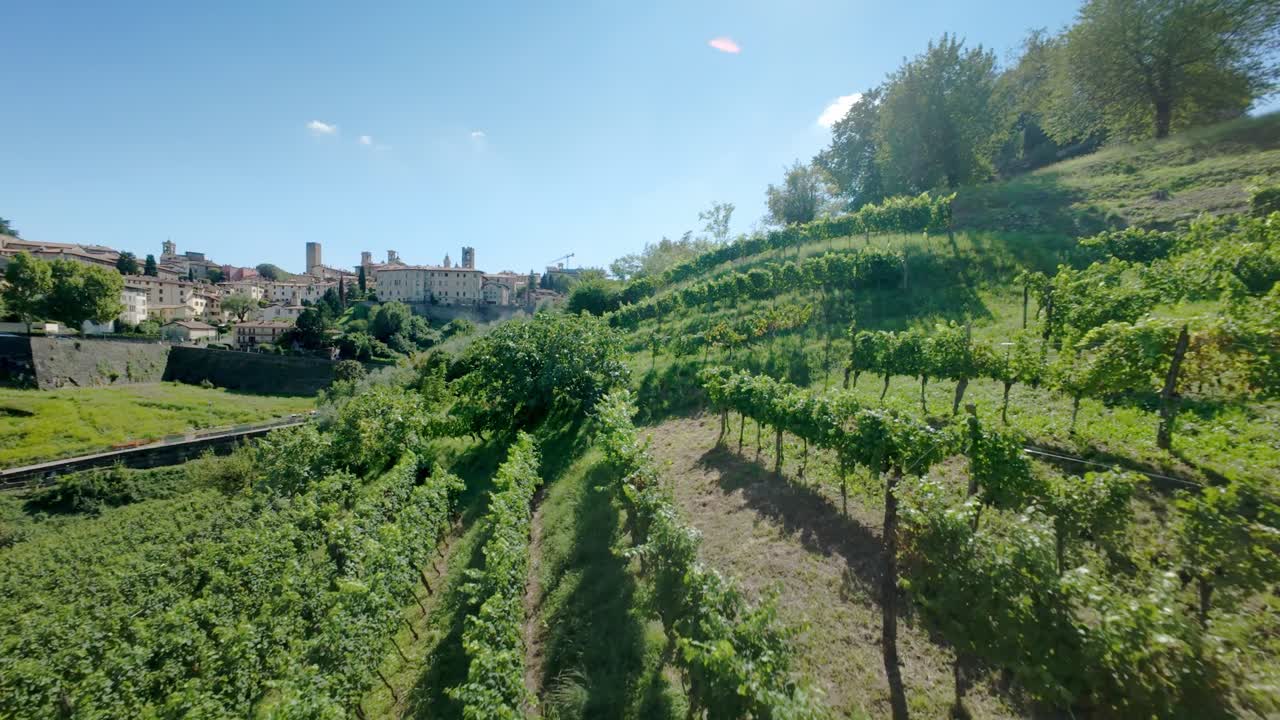 Green outskirts of the city of Bergamo. The vineyards provide a backdrop to the upper town