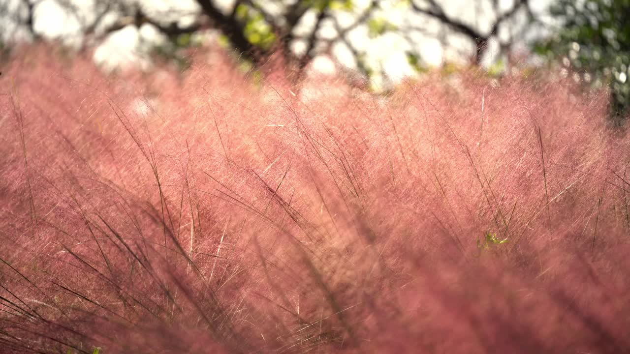 A Field of Hairawn Muhly Plant (Family Name: Muhlenbergia Capillaris)