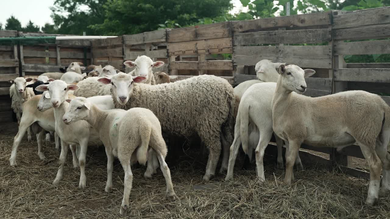 pequeño rebaño de ovejas dentro de la valla en una pequeña granja autosuficiente en los estados unidos