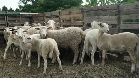 Small-flock-of-sheep-inside-fence-on-small,-self-sustaining-farm-in-United-States