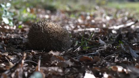 close-up timelapse of hedgehog breathing on ground by dry leaves