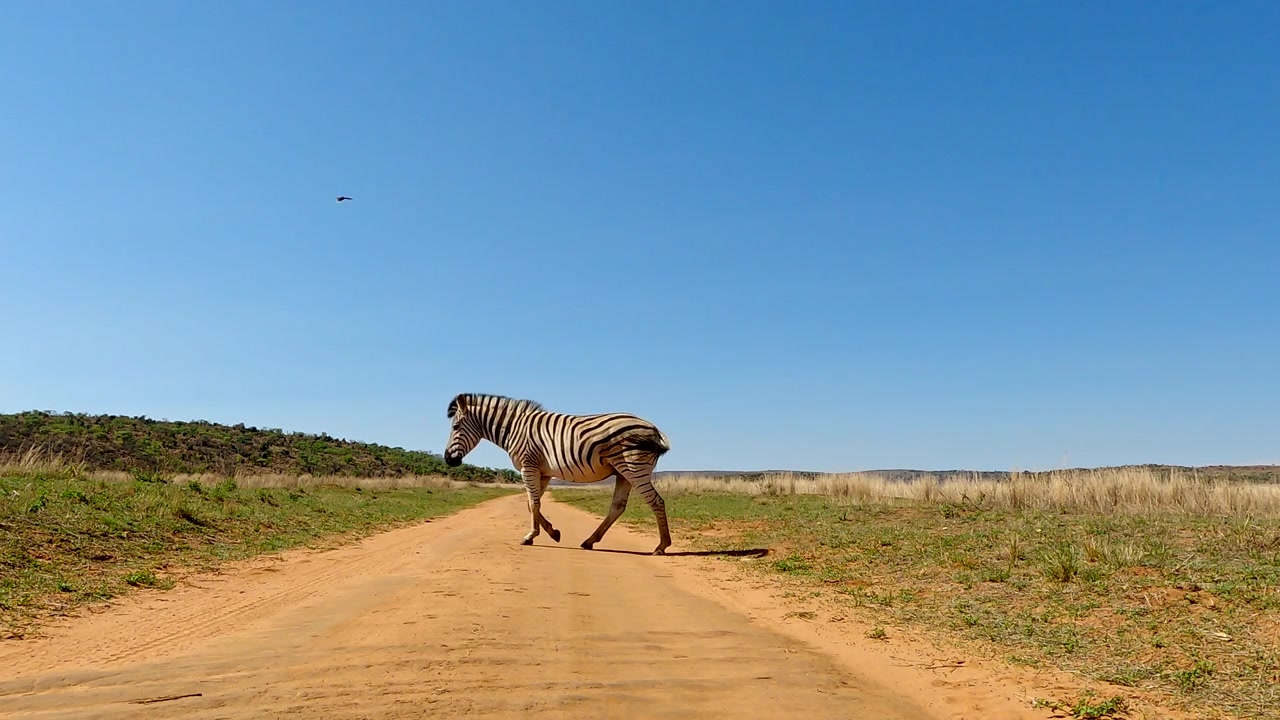 Una zebra di Burchell solitaria attraversa una strada sterrata in una riserva naturale in Sudafrica