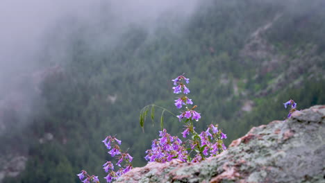 Striking-purple-wildflowers-on-cliff-edge-in-misty-mountains,-shallow-focus