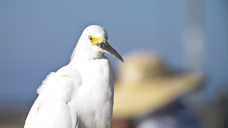 snowy egret close up