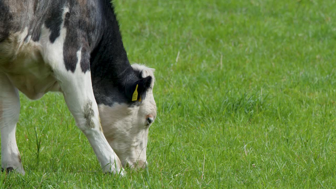 Black and white cow grazes on green pasture under soft daylight, camera remains steady