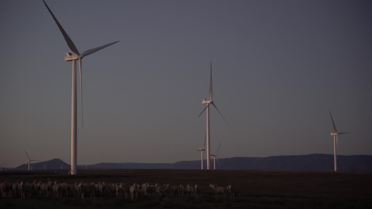 전경에 양이 있는 새벽의 풍력 터빈