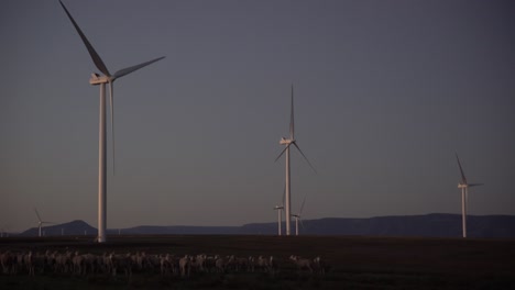 Aerogeneradores-Al-Amanecer-Con-Ovejas-En-Primer-Plano