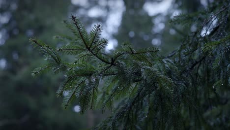 orbiting shot around edge of pine tree in forest 4k