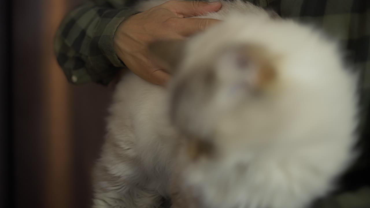 안경을 쓴 괴짜가 집 안의 고양이를 만지고 있다