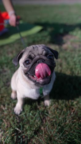 pug in a park