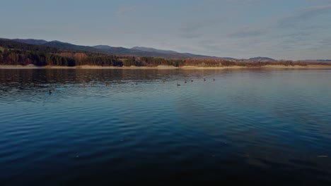 flock of wading ducks on calm waters of lake czorsztynskie in malopolska poland, europe