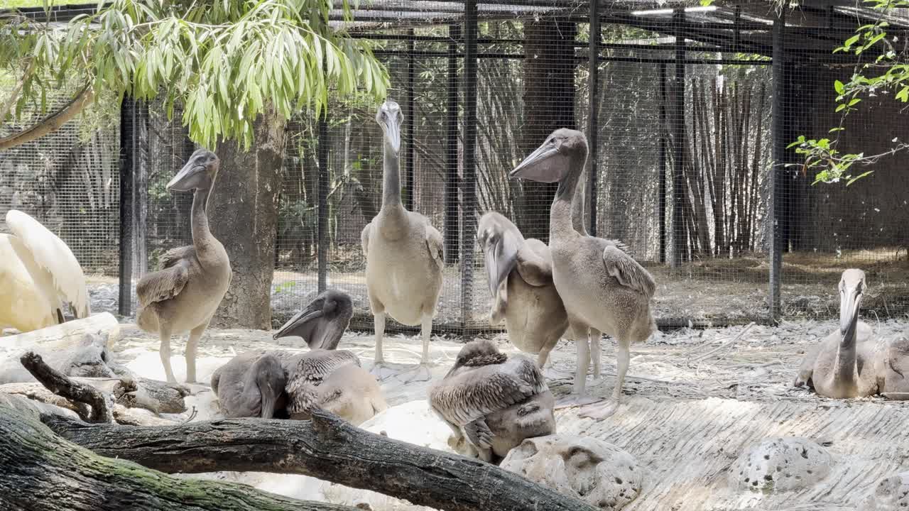 Brown pelican Bird in Thailand Bangkok