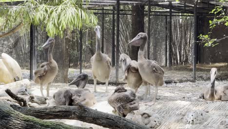 brown pelican bird in thailand bangkok