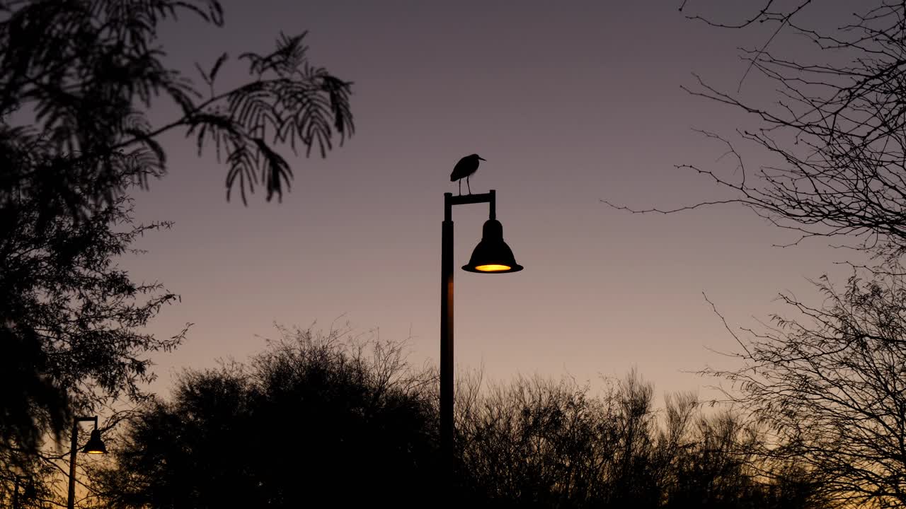 One heron standing on tall dark lamp post against pretty summer sunset