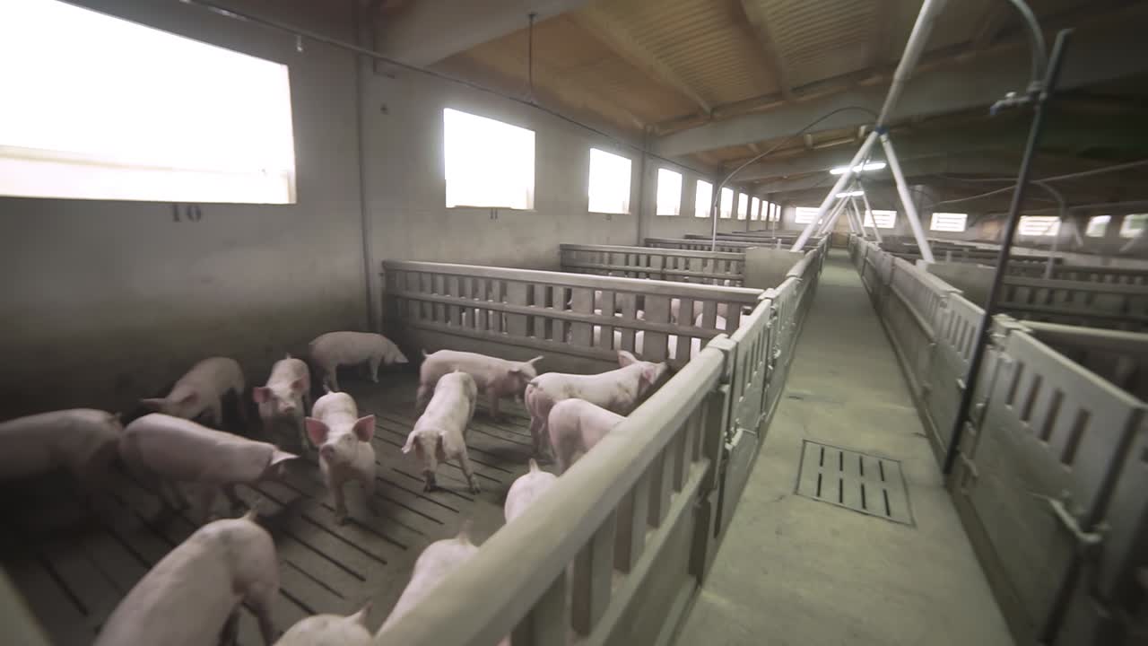 Little piglets moving in enclosures in industrial piggery