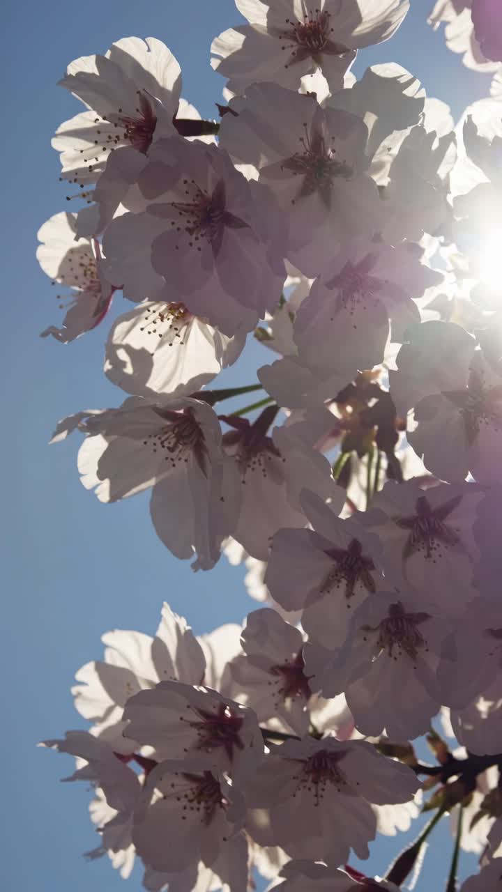 Close-up video of cherry blossoms against a clear blue sky, captured from a low angle