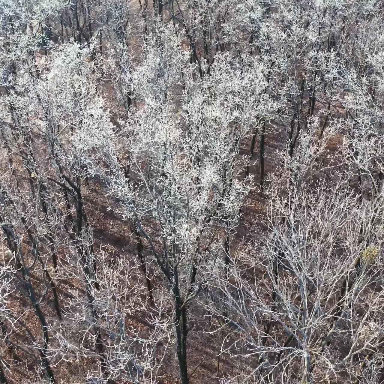 아름다운 겨울 숲