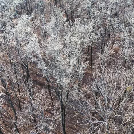 beautiful winter forest