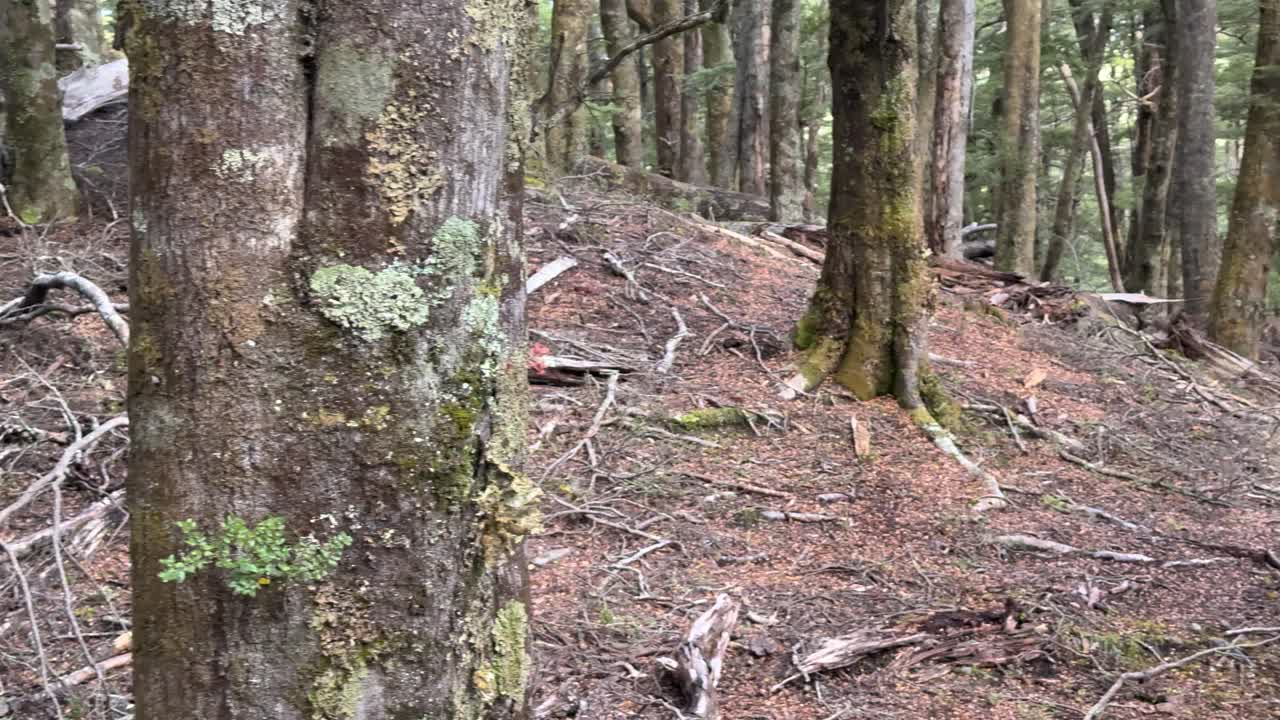 Camera slowly pans through dense, mossy forest with fallen branches and soft natural daylight