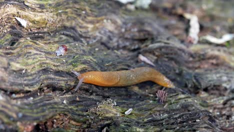 Ein-Makrovideo-Einer-Westlichen-Nacktschnecke,-Die-Auf-Einem-Alten-Morschen-Baumstamm-Im-Wald-Kriecht