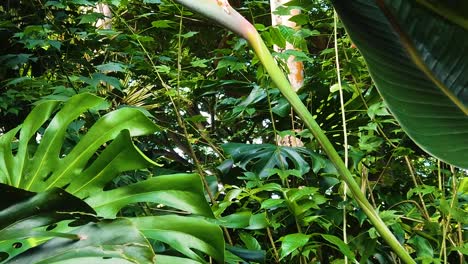 HD-Hawaii-Kauai-boom-up-from-a-large-leaf-to-a-bird-of-paradise-flower-in-lush-surroundings