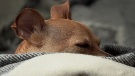 deer head chihuahua reacting to his environment while laying down