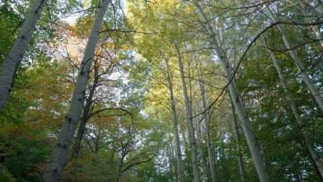 sunbeams shining through fall foliage tree branches in autumn forest low angle