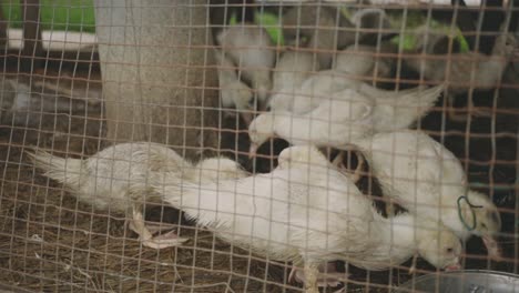 Patos-Blancos-Jóvenes-Alimentándose-Dentro-De-La-Jaula-De-Aves-De-Corral-Cableada---Toma-De-Primer-Plano