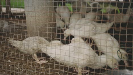 patos blancos jóvenes alimentándose dentro de la jaula de aves de corral cableada - toma de primer plano