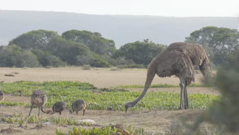 High-Definition-shot-of-ostrich-eating-with-her-chicks-on-farm