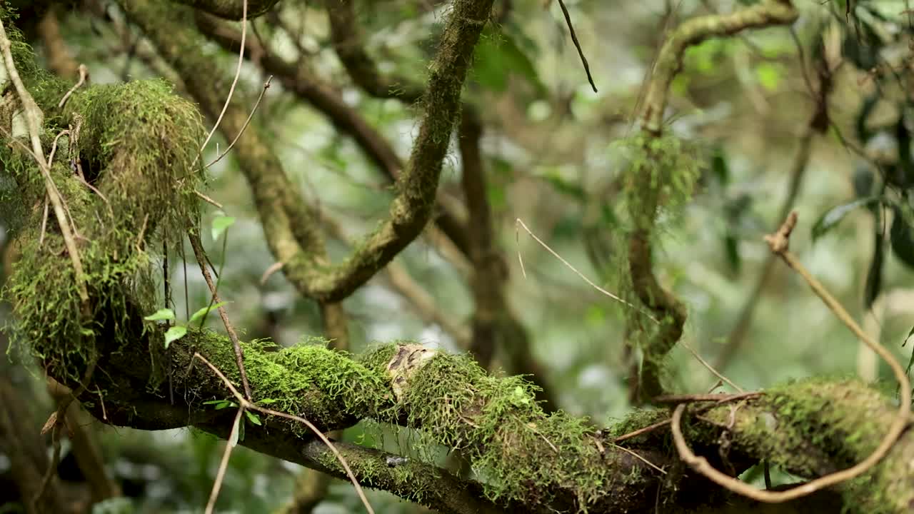 Camera slowly pans across mossy tree branches in a dense, green forest. Soft natural daylight, shallow depth of field, tranquil and immersive atmosphere