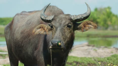 4k cinematic wildlife footage of a buffalo in a field in slow motion on the island of ko klang in krabi, south thailand on a sunny day eating grass