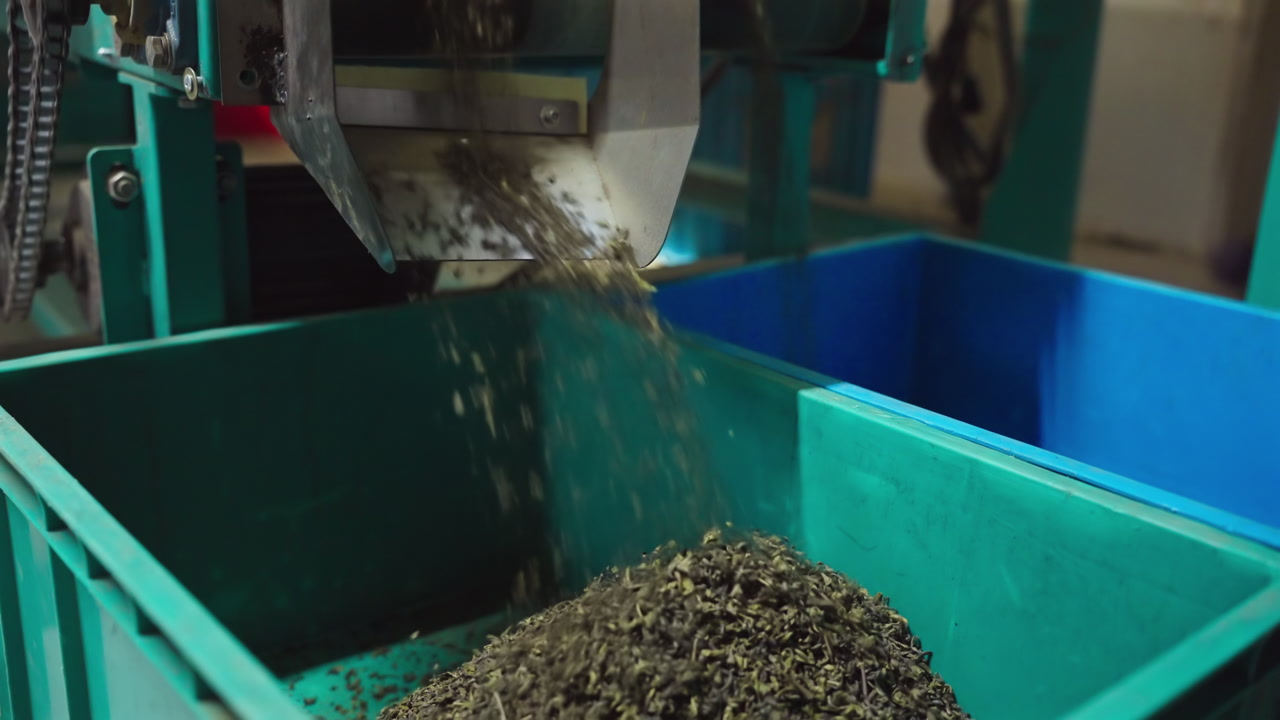 Processed Dried Tea Leaves Pouring From Metal Chute Into Large Industrial Bin. Tea Manufacturing In Sri Lanka. close-up shot