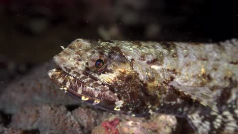 Pez-Lagarto-De-Cerca-Por-La-Noche-En-El-Arrecife-De-Coral-Tropical