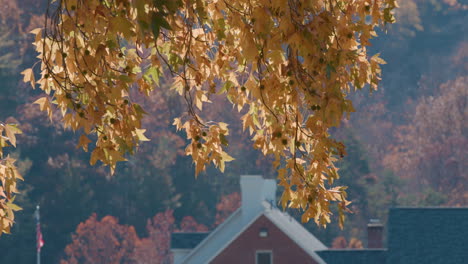 Autumn-tree-with-farm-property-in-background