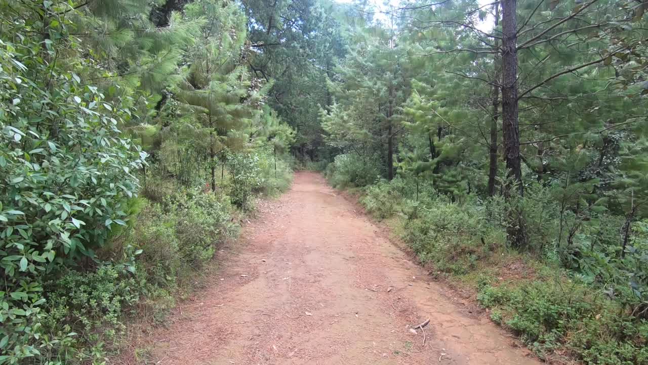 POV of person walking on a trail in a green forest