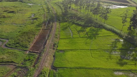 Aerial-shot-of-the-patterns-of-lush-rice-fields-in-the-golden-sunlight-of-Africa