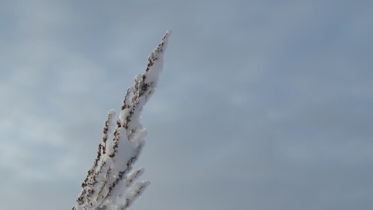 Gefrorene Pflanze auf dem Feld.