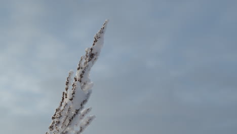 bevroren plant in het veld