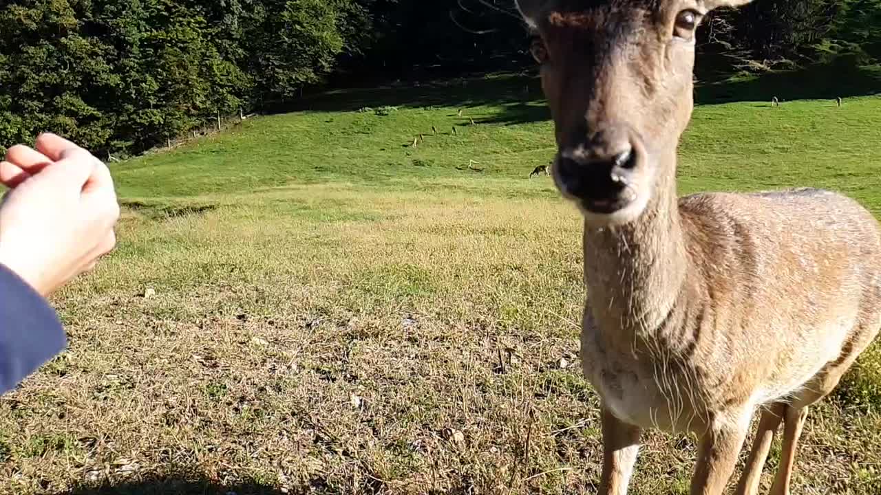 부끄럽지 않고 두려움 없는 사슴에게 손으로 먹이주기